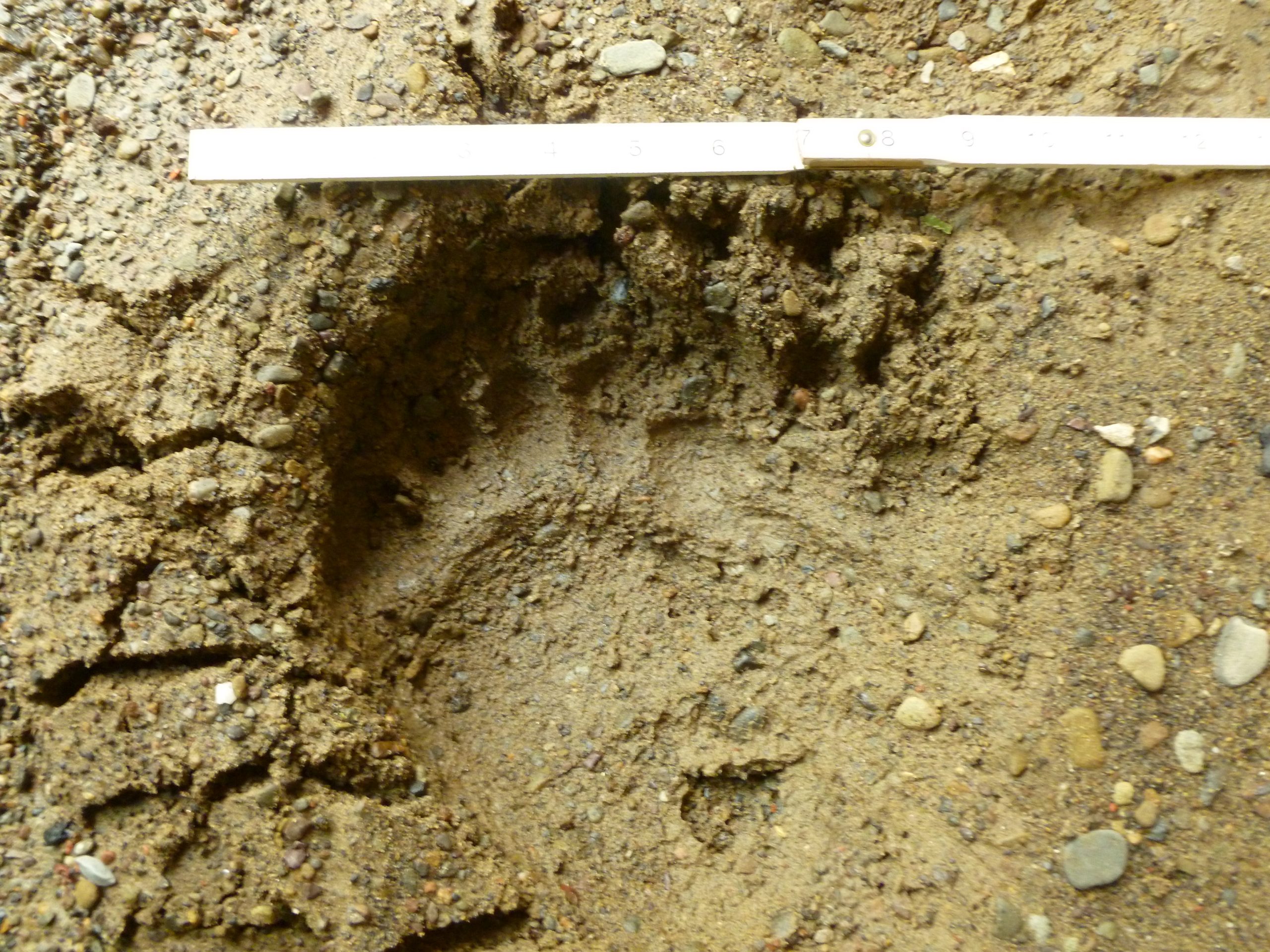 animal paw print