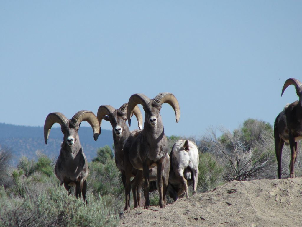 Rams at Rio Grande Gorge